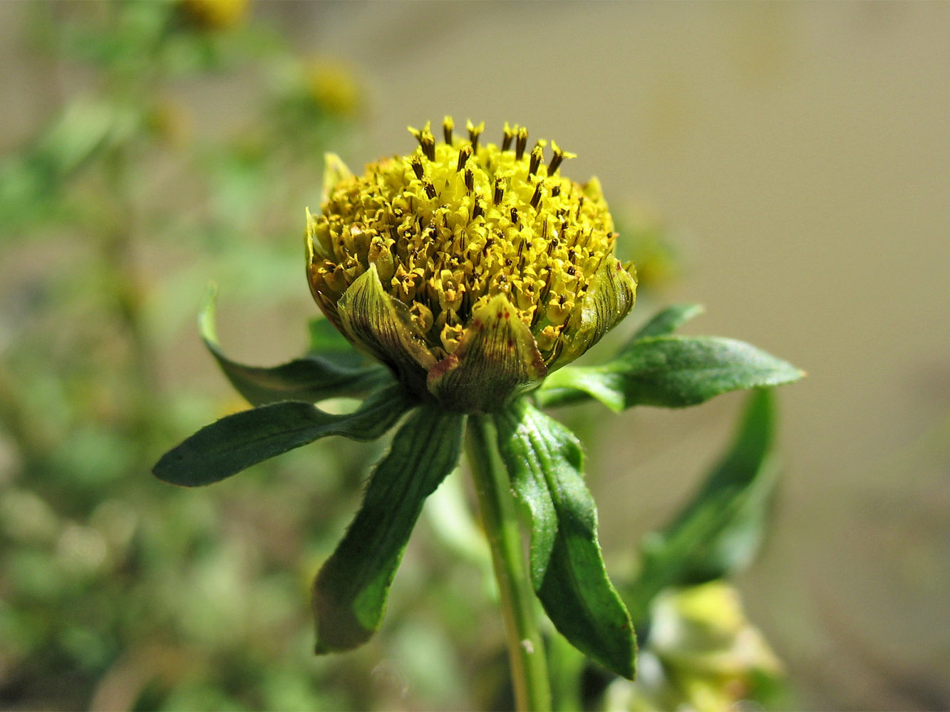 Изображение особи Bidens cernua.