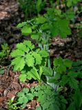 Chelidonium majus