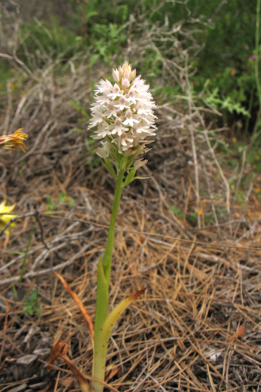 Image of Anacamptis pyramidalis specimen.