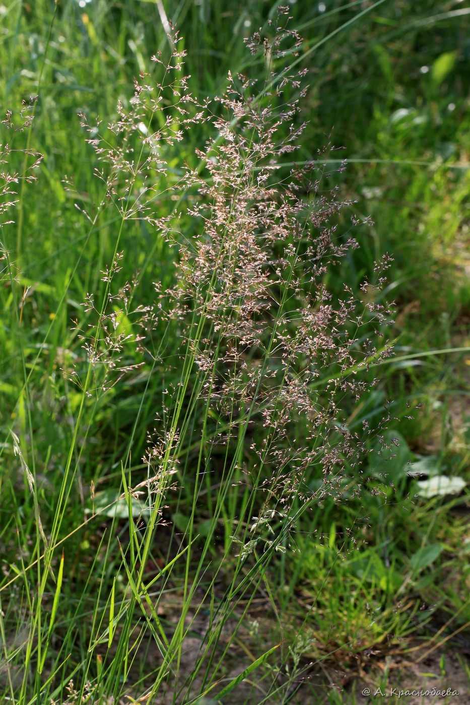 Изображение особи Agrostis tenuis.