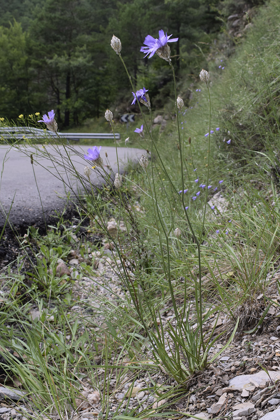 Изображение особи Catananche caerulea.