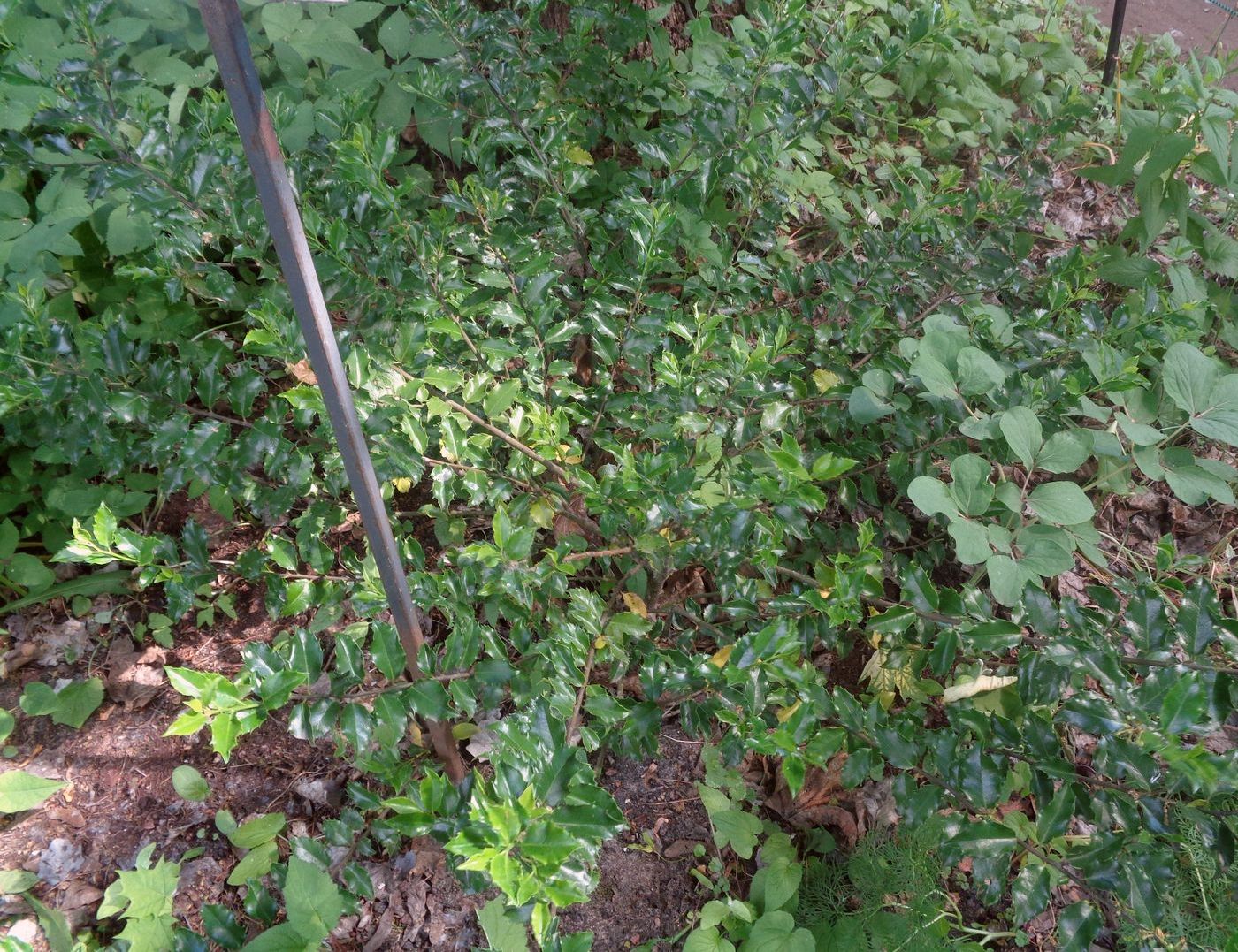 Image of Ilex aquifolium specimen.