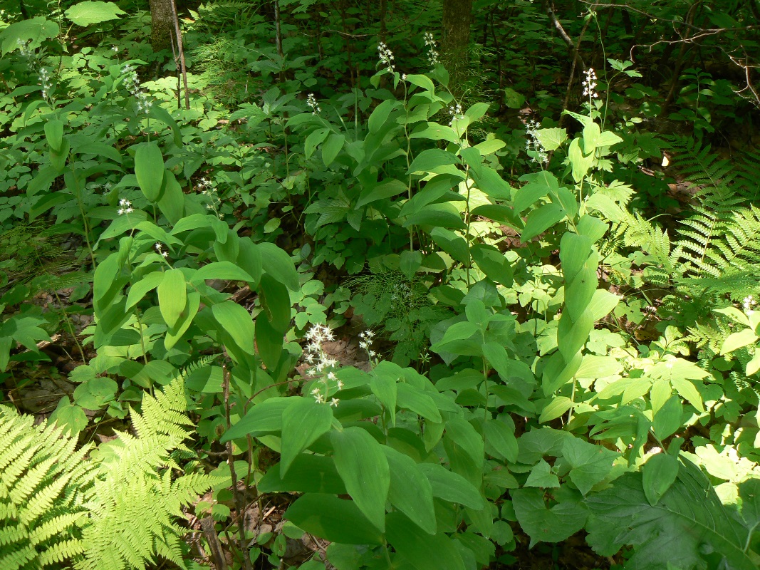 Image of Smilacina dahurica specimen.