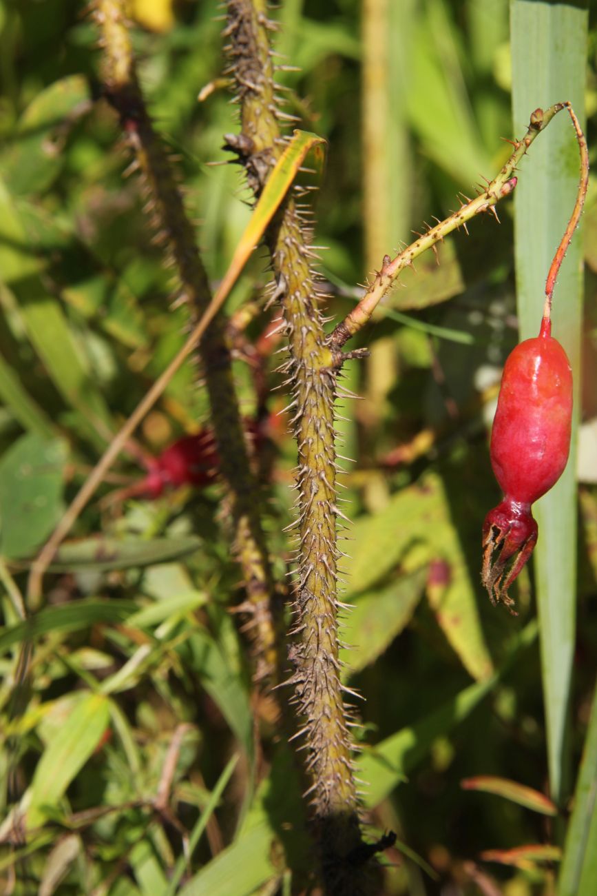 Image of Rosa acicularis specimen.