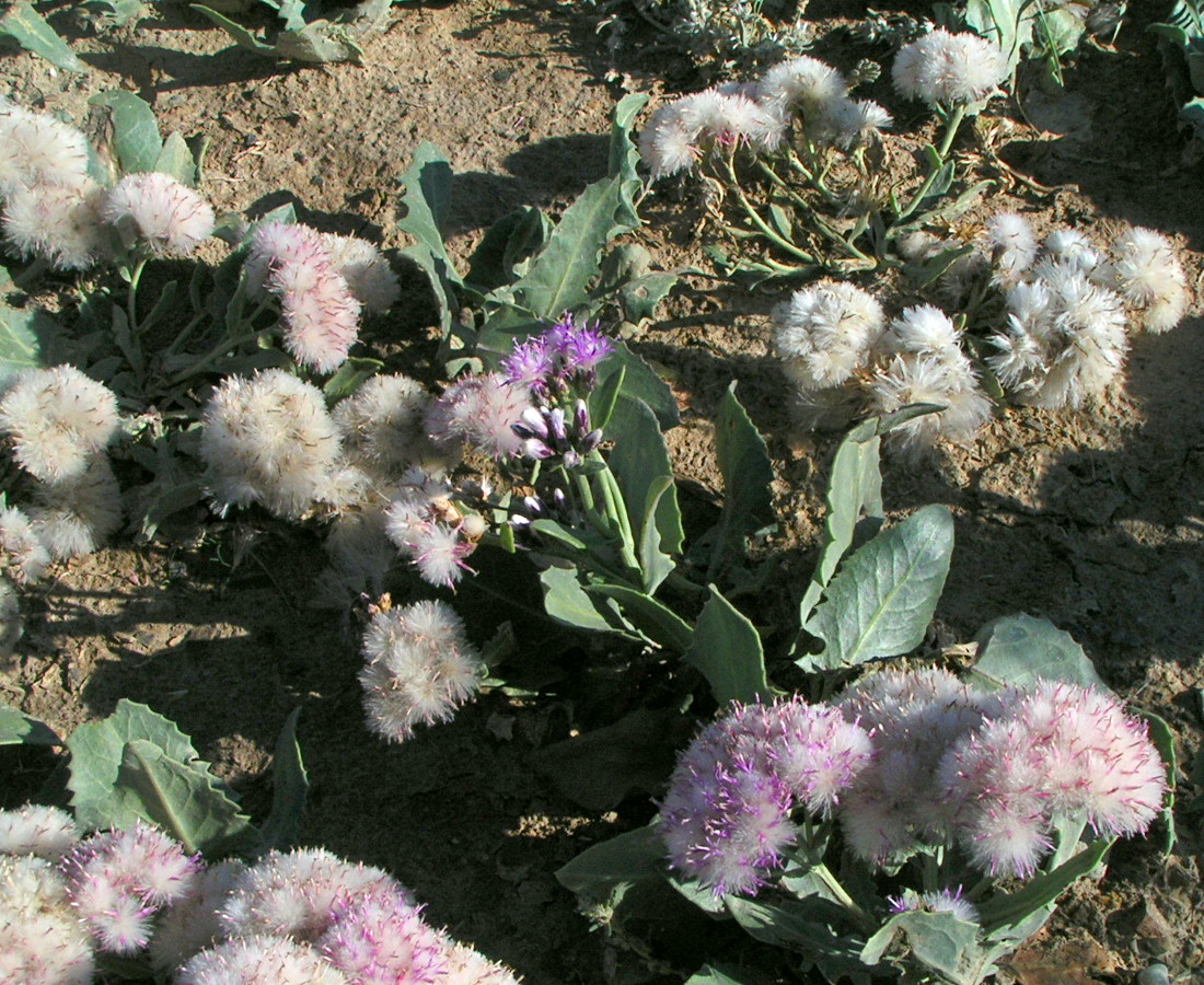 Image of Saussurea davurica specimen.