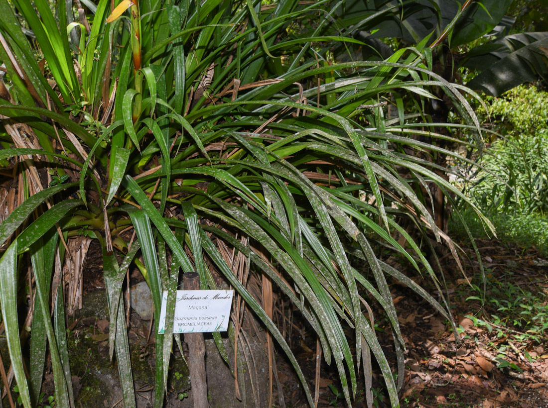 Image of genus Guzmania specimen.