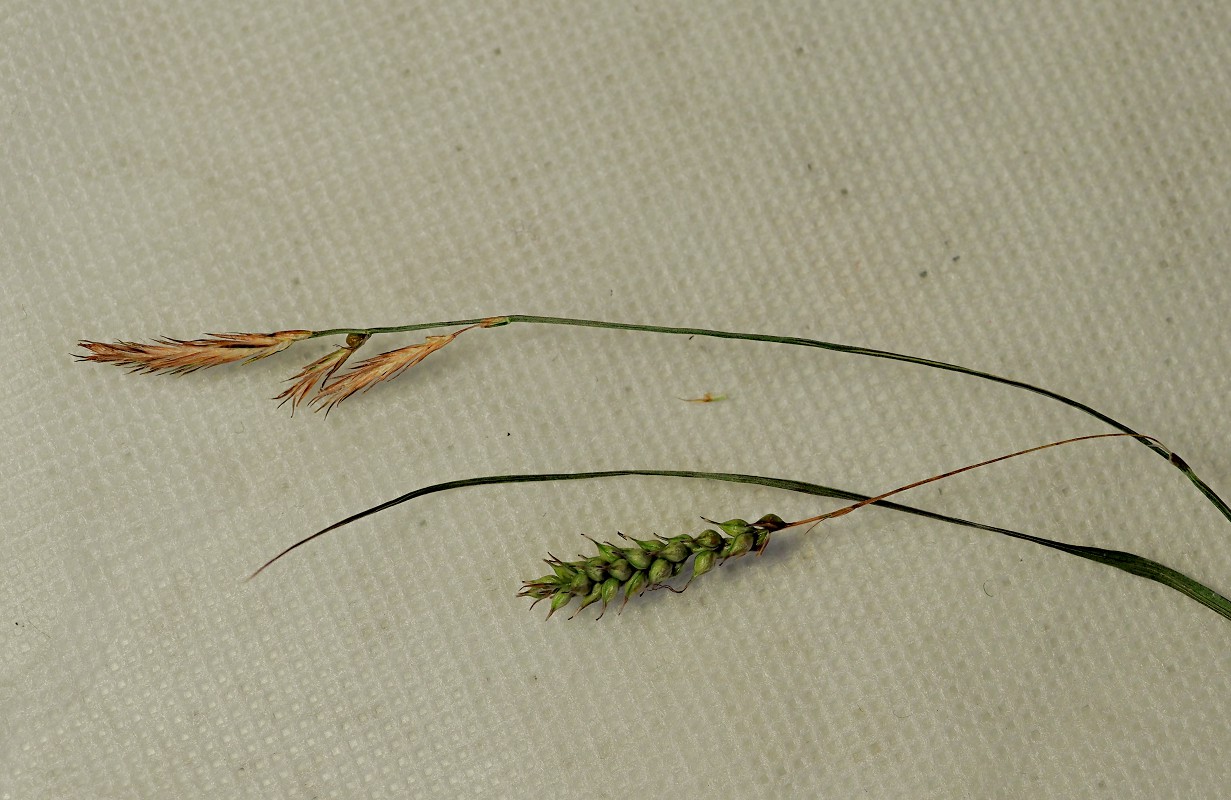 Image of Carex arnellii specimen.