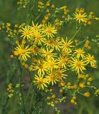 Senecio jacobaea