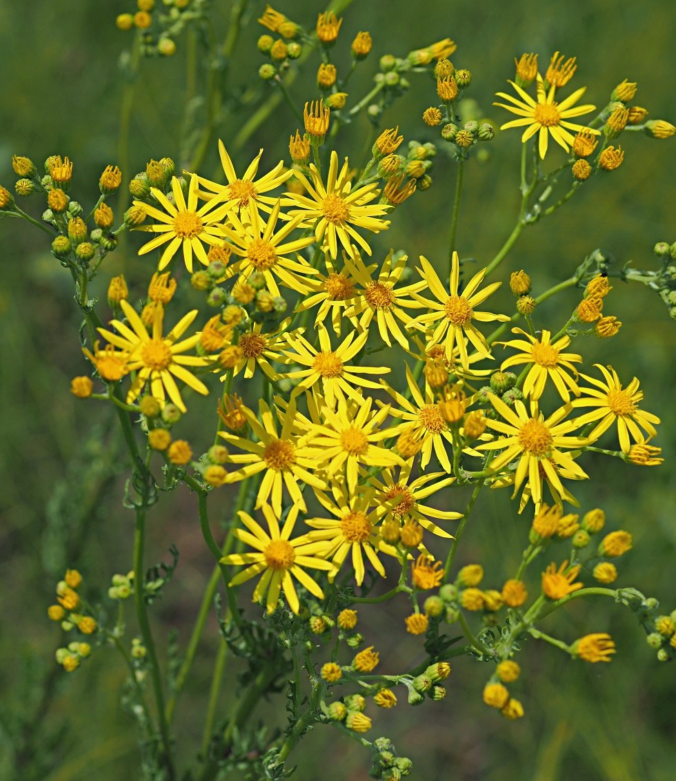 Изображение особи Senecio jacobaea.