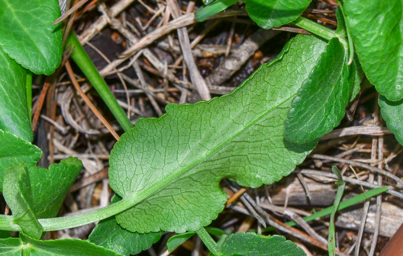 Изображение особи Smyrnium olusatrum.