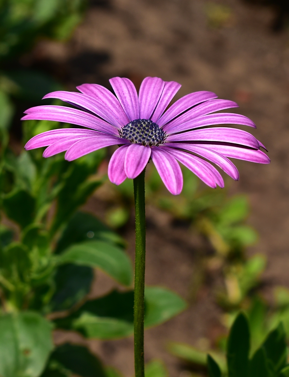 Изображение особи Dimorphotheca ecklonis.