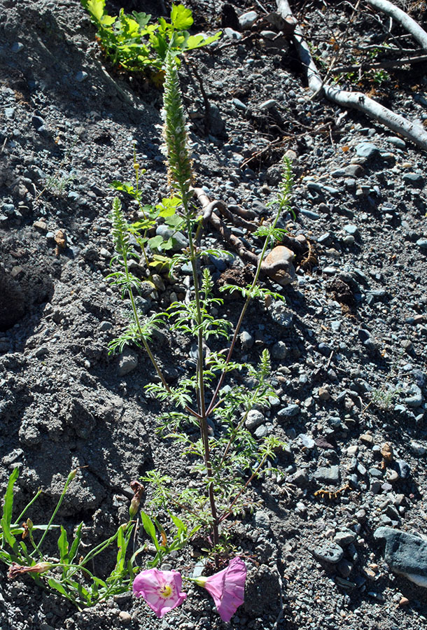Image of Schizonepeta annua specimen.