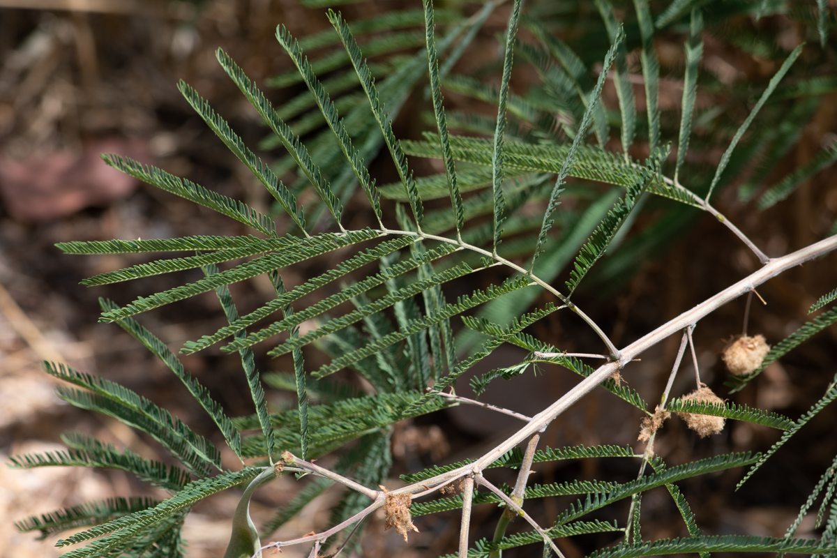 Image of Senegalia berlandieri specimen.