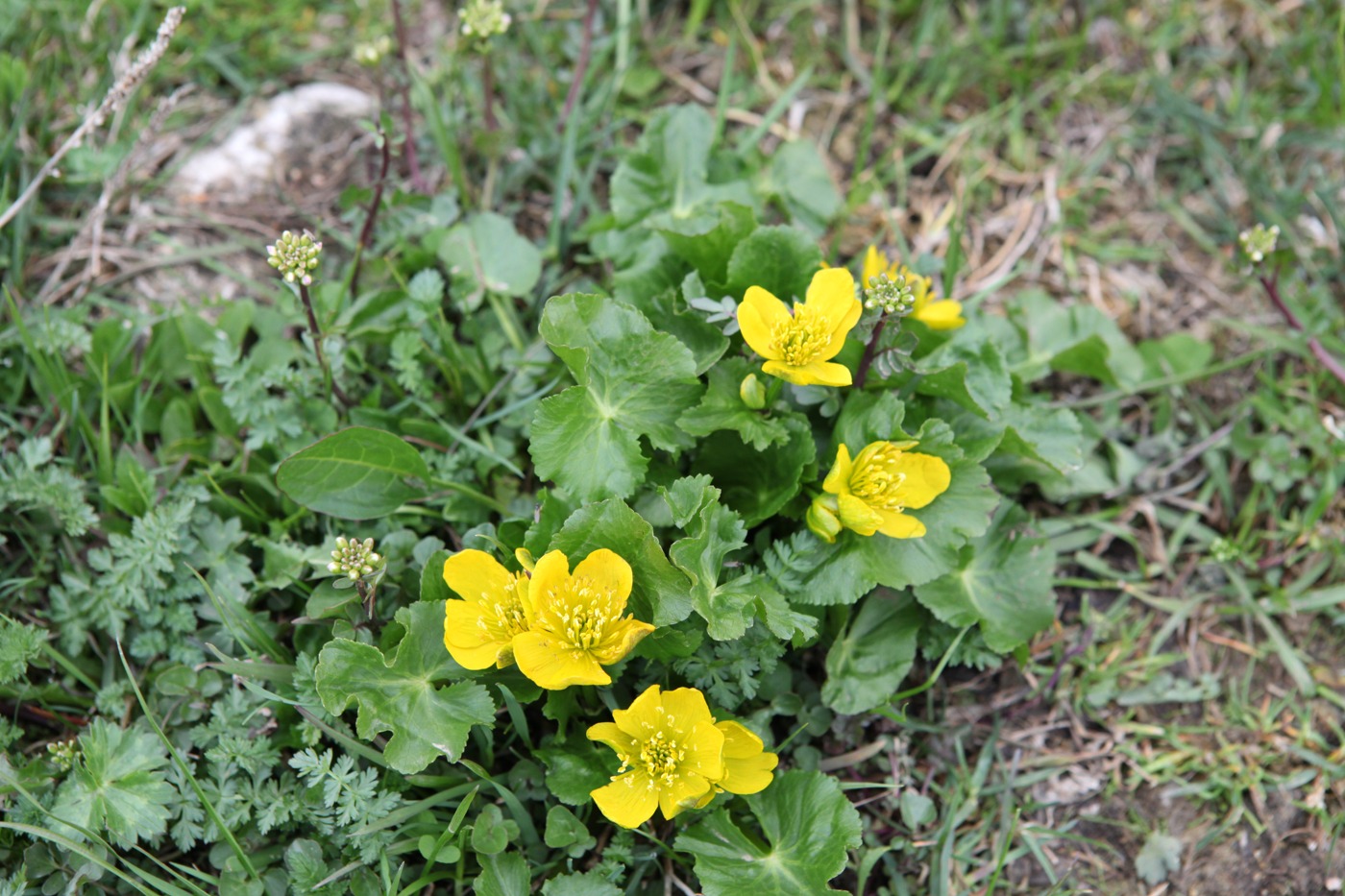 Изображение особи Caltha palustris.