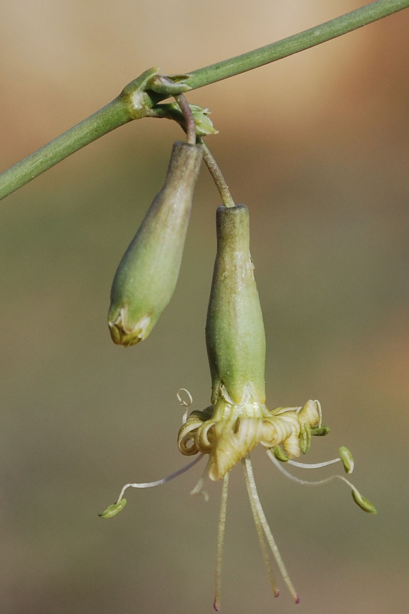 Изображение особи Silene glaucescens.