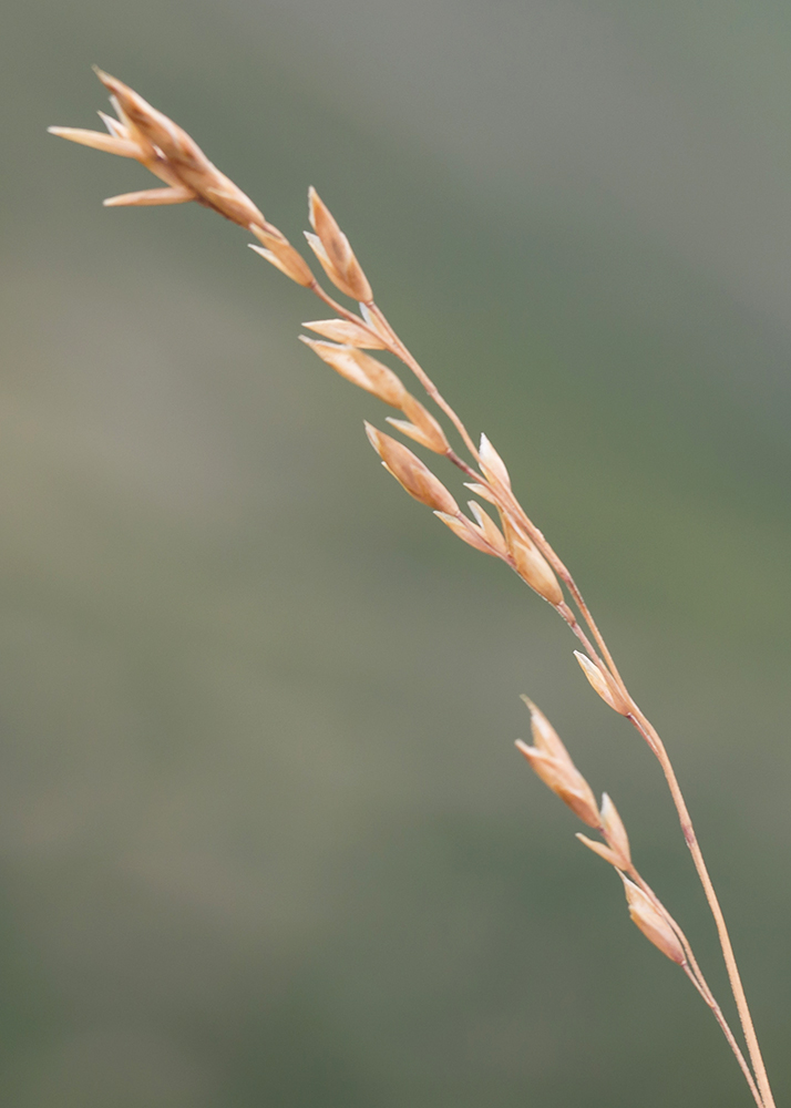 Изображение особи Festuca woronowii.