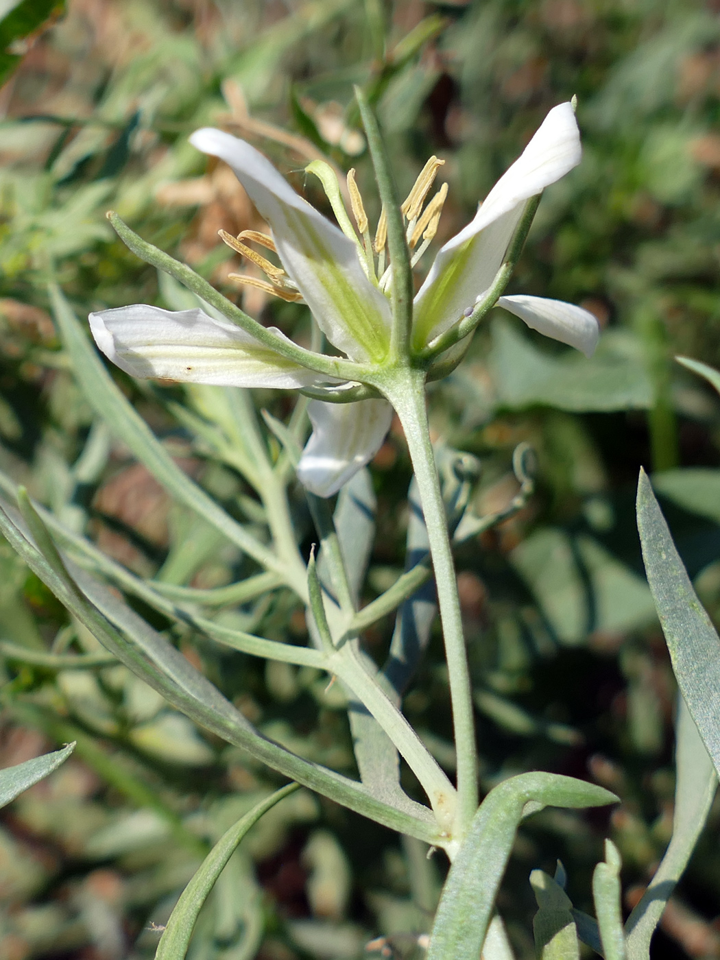 Image of Peganum harmala specimen.