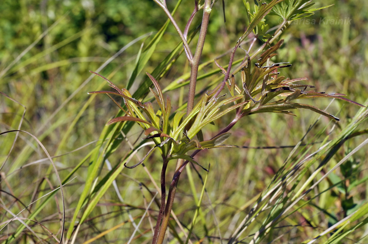 Image of Aconitum macrorhynchum specimen.