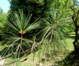 Pinus strobus. Ветвь. Абхазия, г. Сухум, Сухумский ботанический сад, в культуре. Июль 2021 г.