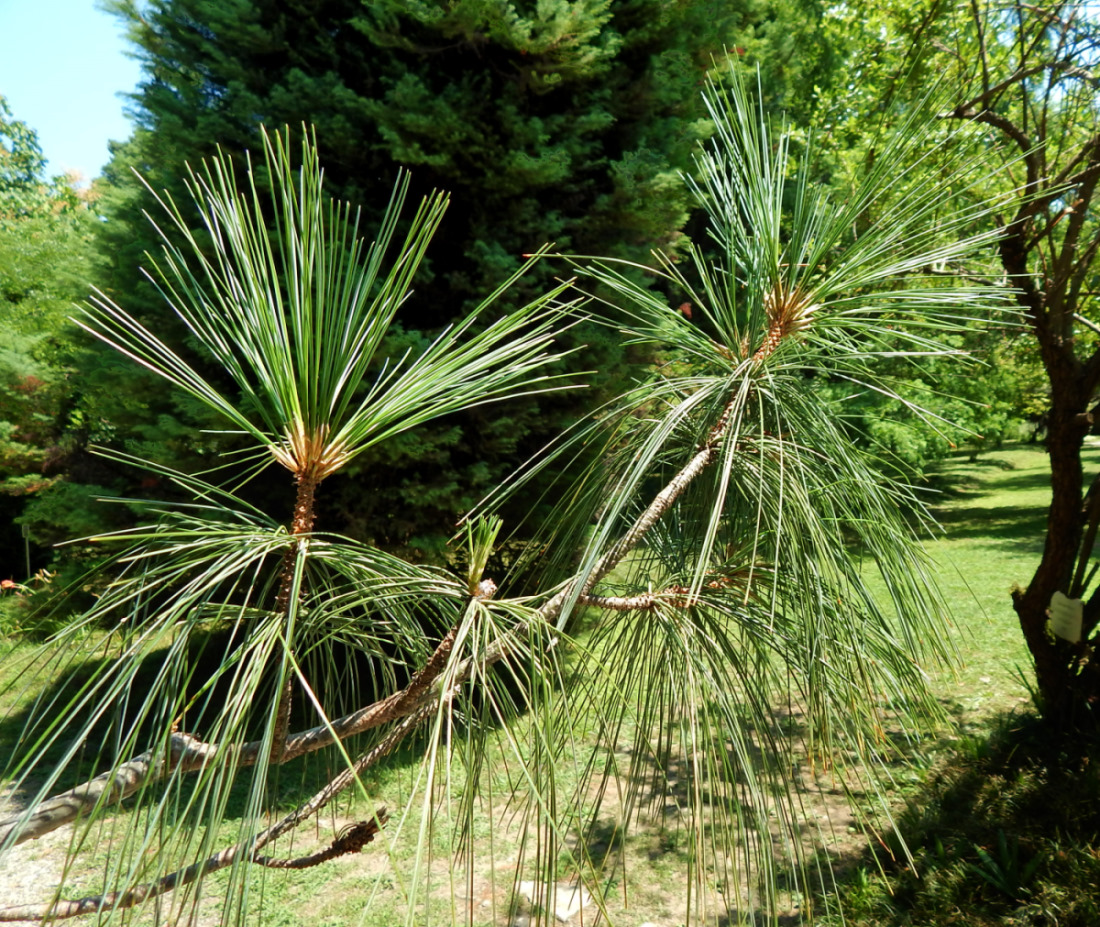 Image of Pinus strobus specimen.