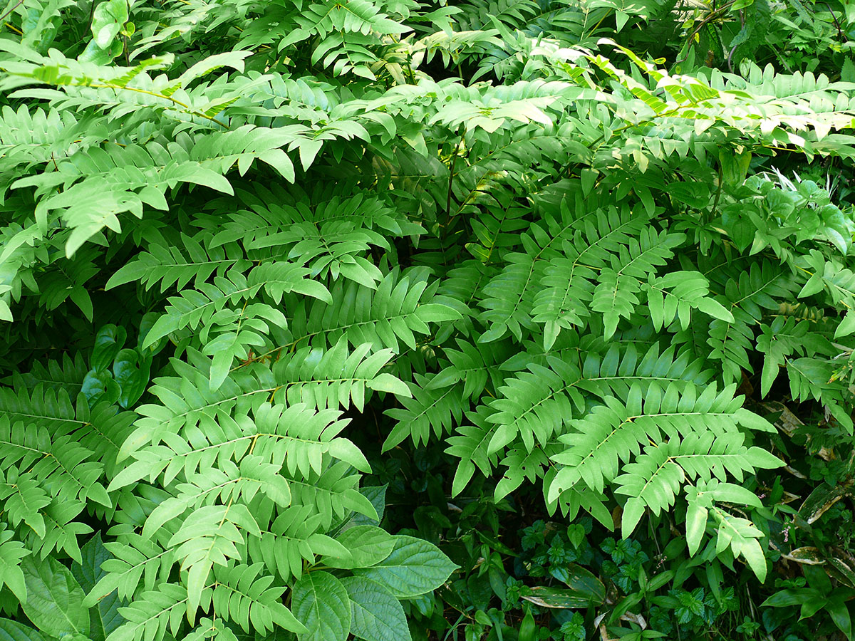 Image of Osmunda japonica specimen.