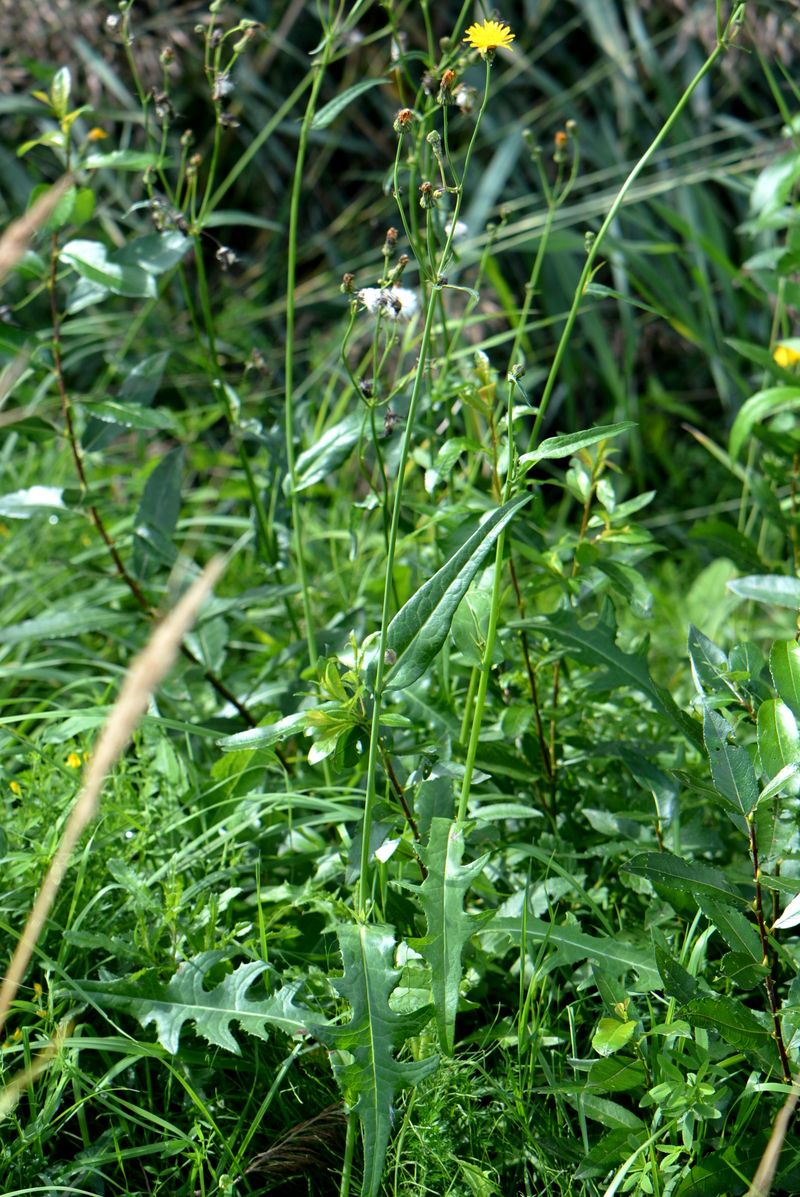 Image of Sonchus arvensis ssp. uliginosus specimen.