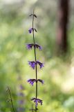 Salvia judaica. Соцветие. Израиль, лес Бен-Шемен. 20.04.2019.
