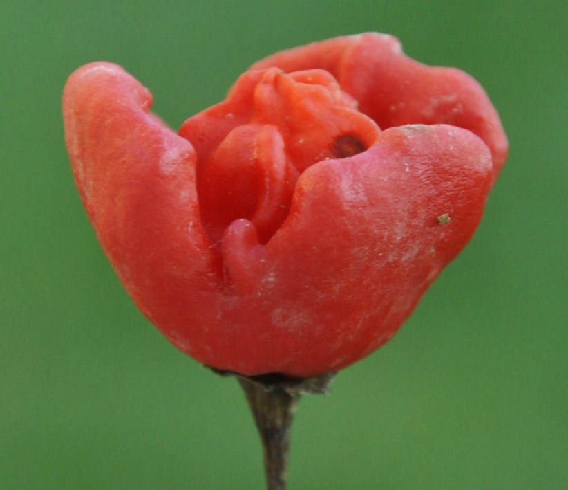 Изображение особи Capsicum chinense.