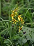 Ligularia sibirica. Общее соцветие. Хабаровский край, р-н им. Полины Осипенко, хребет Дуссе-Алинь, берег оз. Тюленье, ≈ 1200 м н.у.м., заболоченный луг с Carex. 19.07.2021.