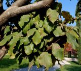 Parrotia persica. Ветви с листьями. Краснодарский край, г. Краснодар, парк \"Краснодар\". 15.10.2021.