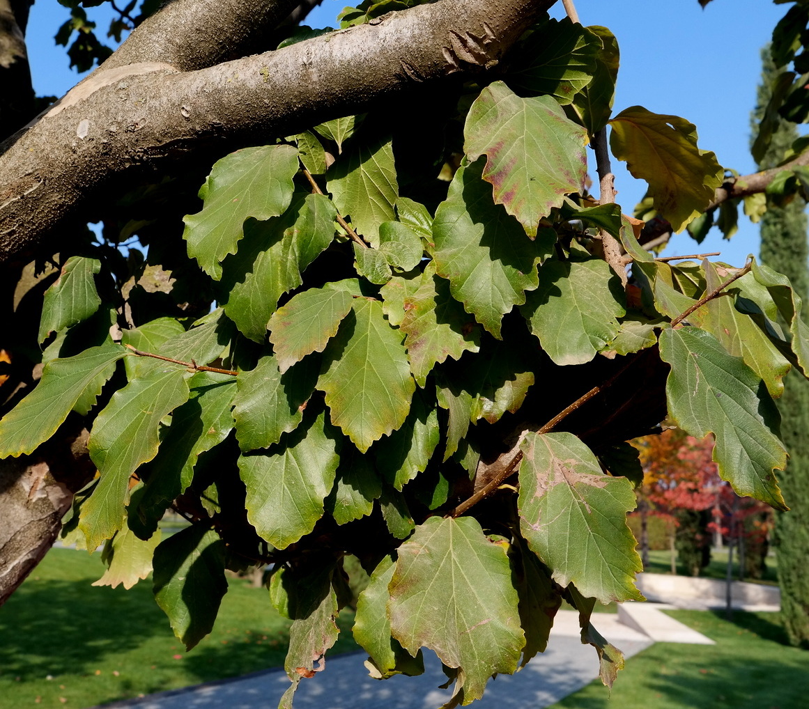 Image of Parrotia persica specimen.