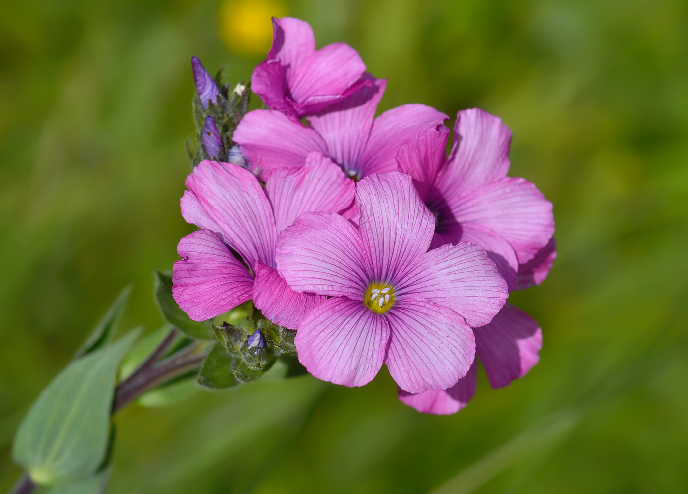 Image of Linum hypericifolium specimen.