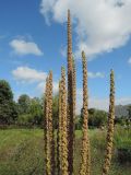 Verbascum thapsus. Верхушки соплодий. Москва, Якиманка, ЦПКиО им. Горького, Партер, в культуре. 29.08.2020.