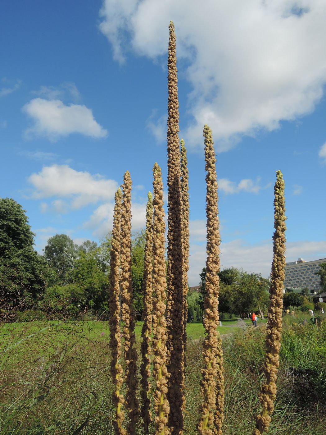 Изображение особи Verbascum thapsus.