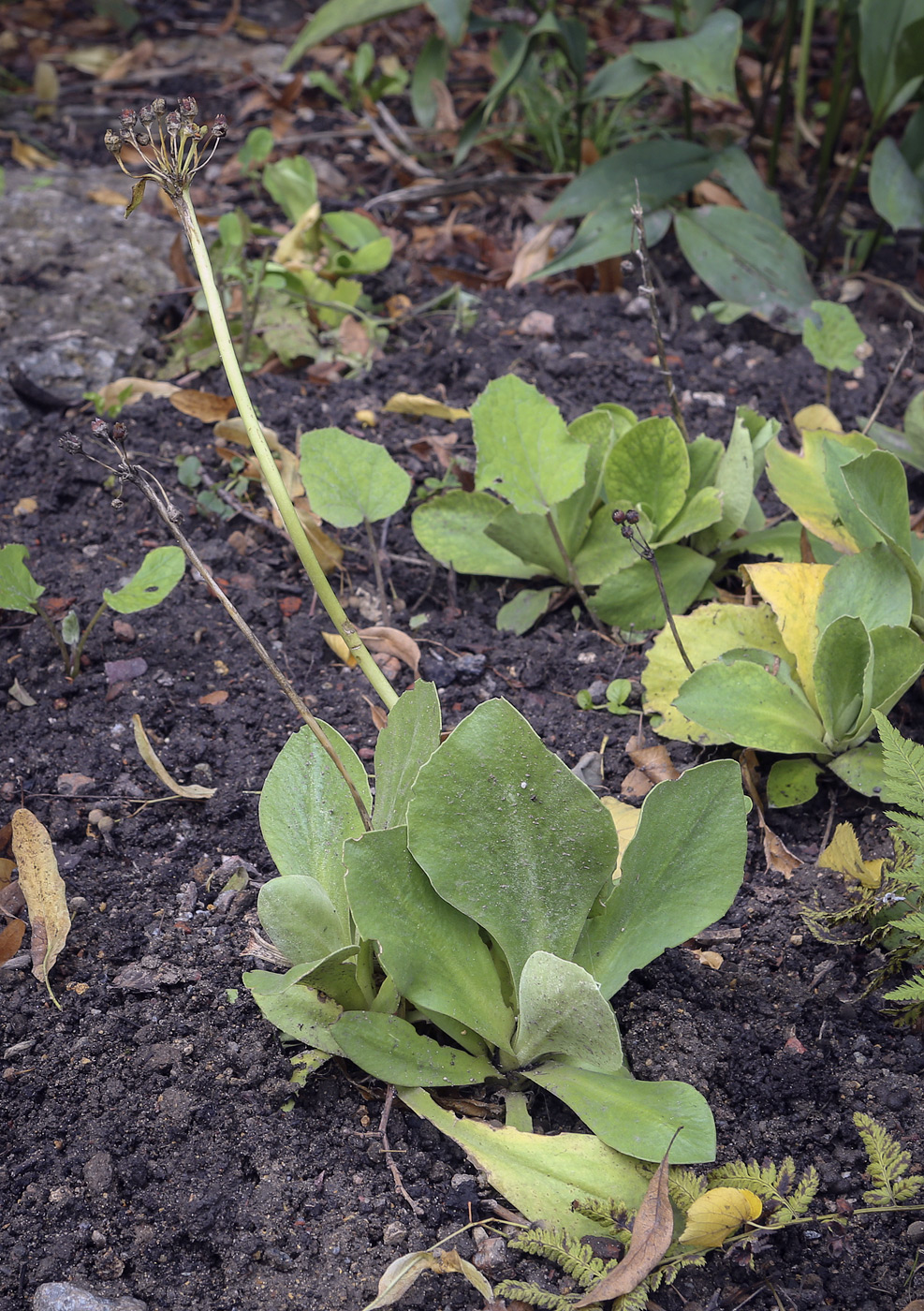 Image of Primula auricula specimen.