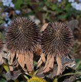 Echinacea purpurea