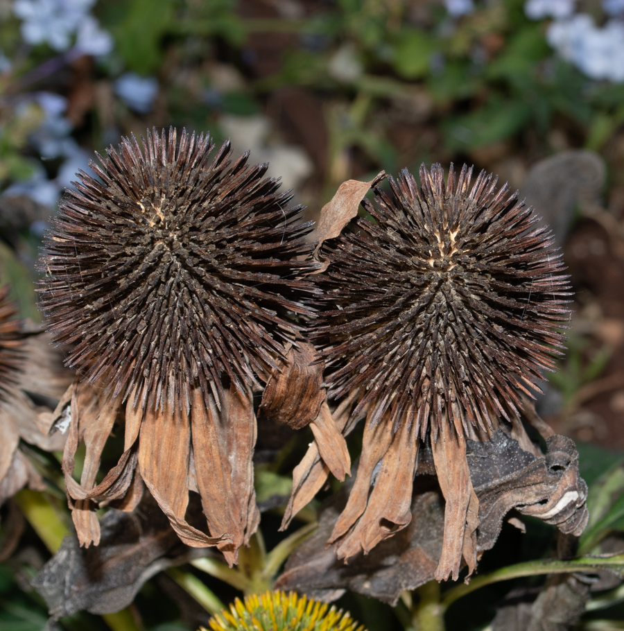 Изображение особи Echinacea purpurea.