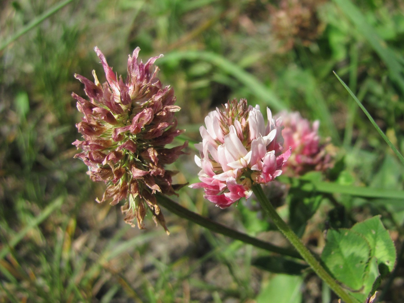 Изображение особи Trifolium ambiguum.