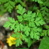 Geranium robertianum. Прикорневой лист. Республика Абхазия, окр. Нового Афона. 20.08.2009.