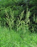 Calamagrostis epigeios. Верхушки побегов с соцветиями. Северная Осетия, Пригородный р-н, окр. с. Алханчурт, близ ж. д. 21.06.2021.