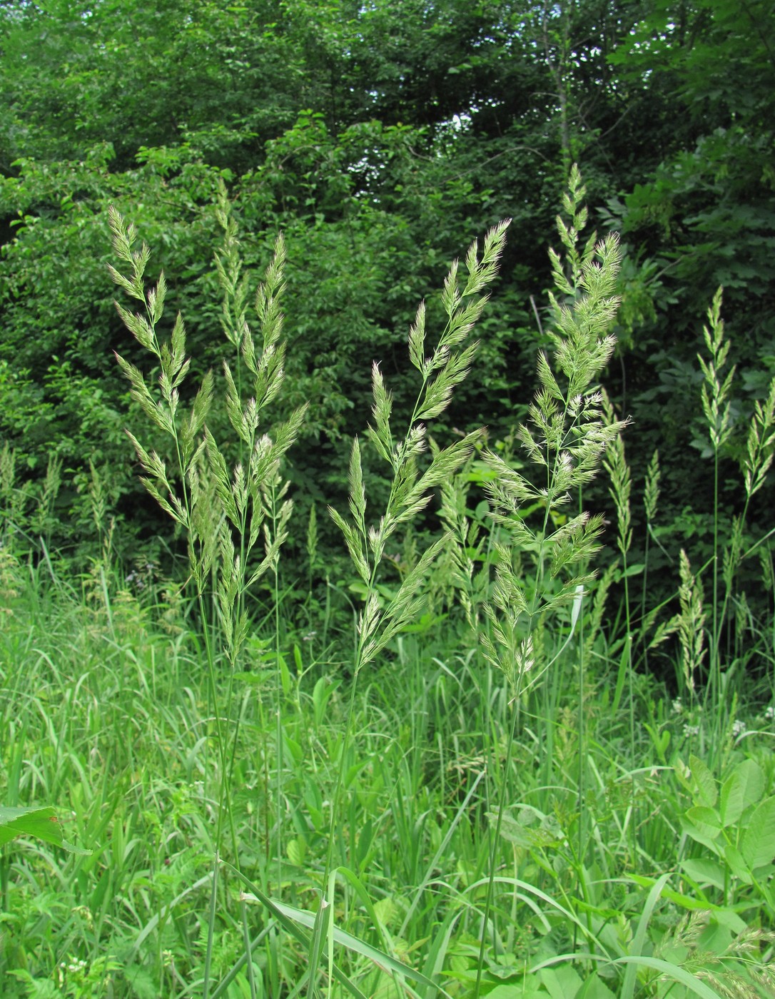 Изображение особи Calamagrostis epigeios.