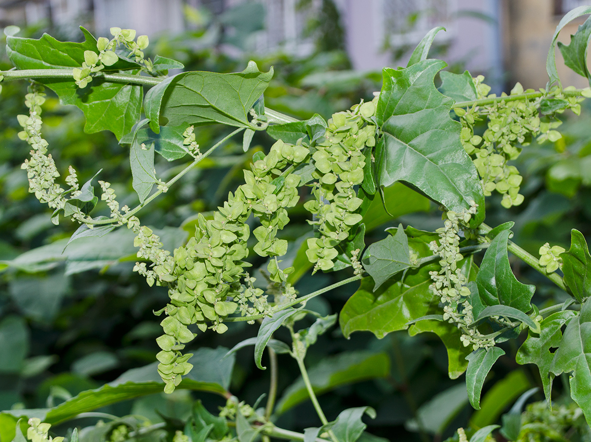 Image of Atriplex sagittata specimen.