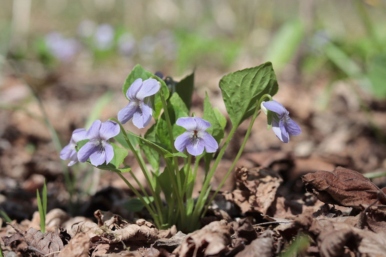 Image of Viola mirabilis specimen.