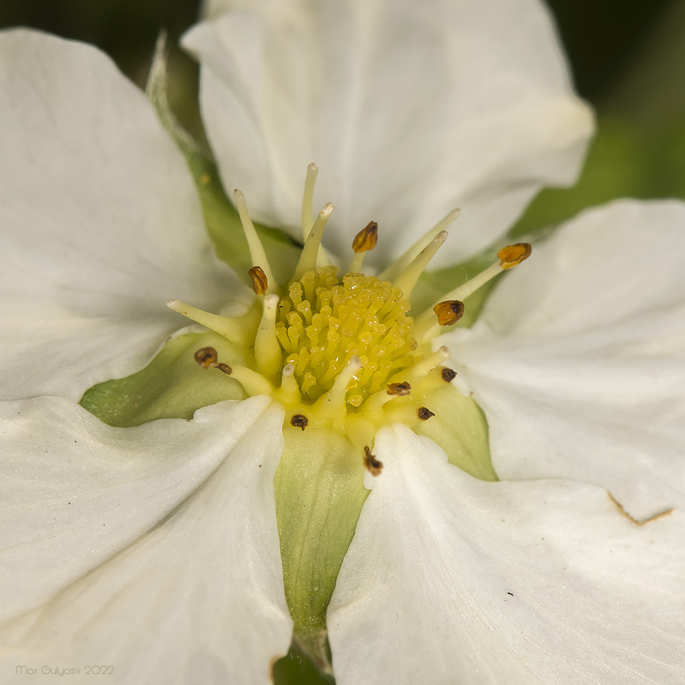 Image of Fragaria campestris specimen.