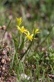 Gagea glacialis. Цветущее растение. Абхазия, Гагрский р-н, гора Мамдзышха, выс. 1757 м н.у.м., альпийский луг. 15.05.2021.