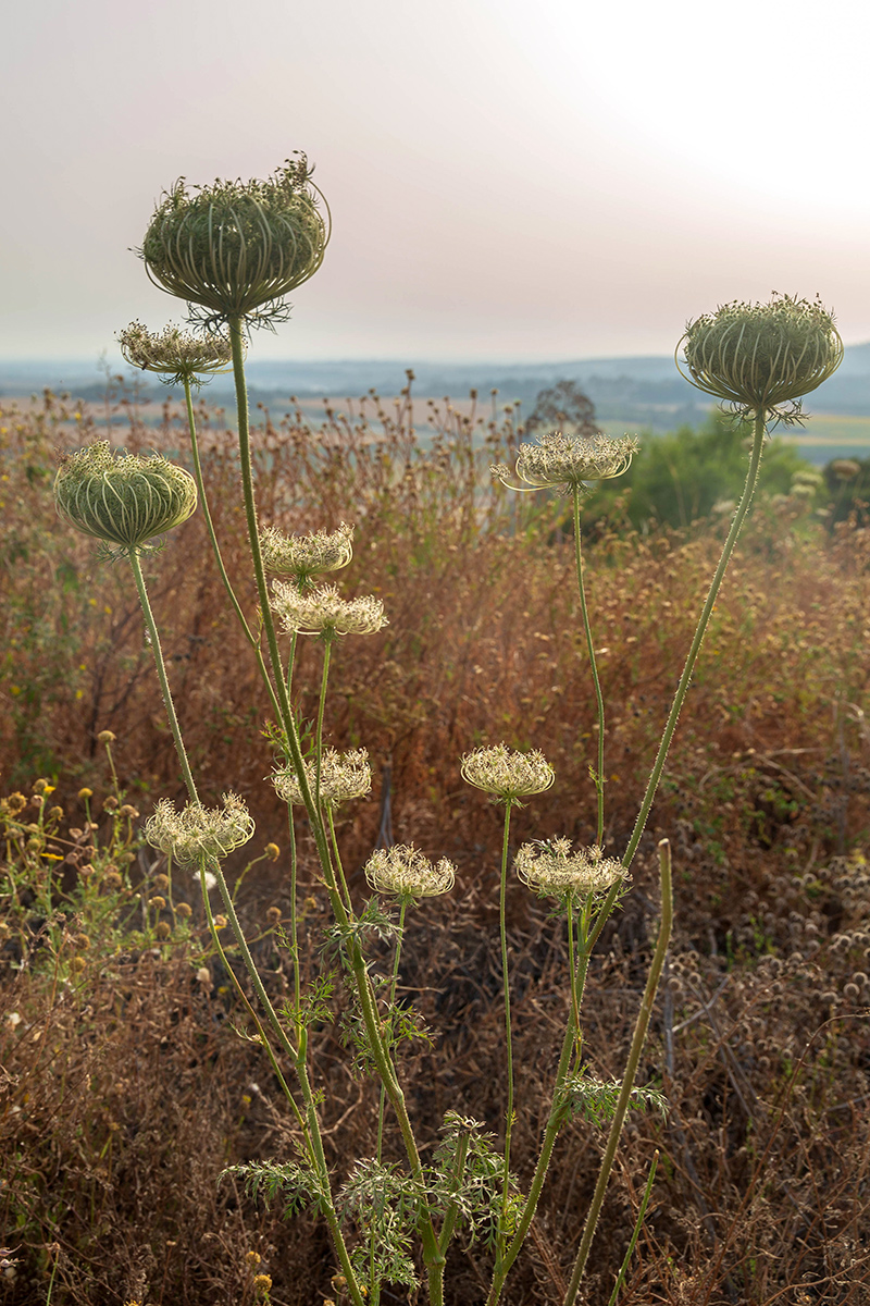 Изображение особи Daucus carota.