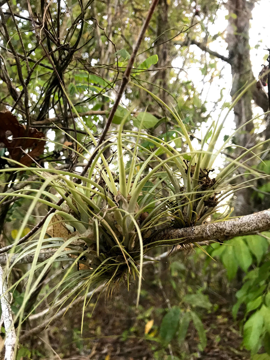 Изображение особи род Tillandsia.