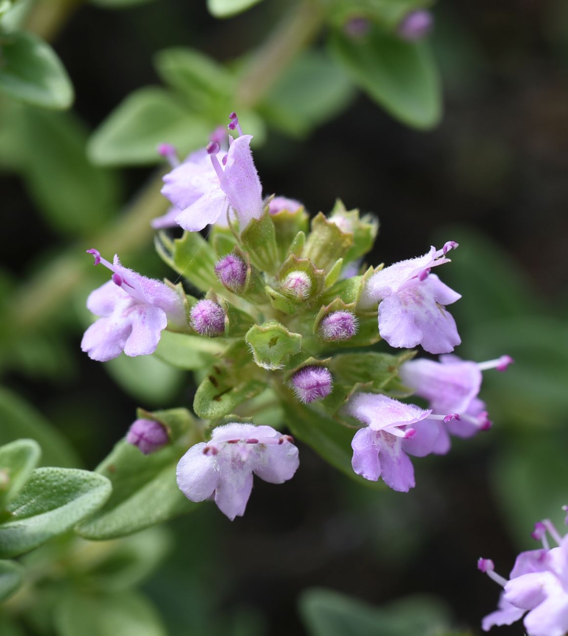 Изображение особи Thymus caucasicus.