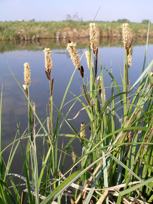 Изображение особи Carex riparia.