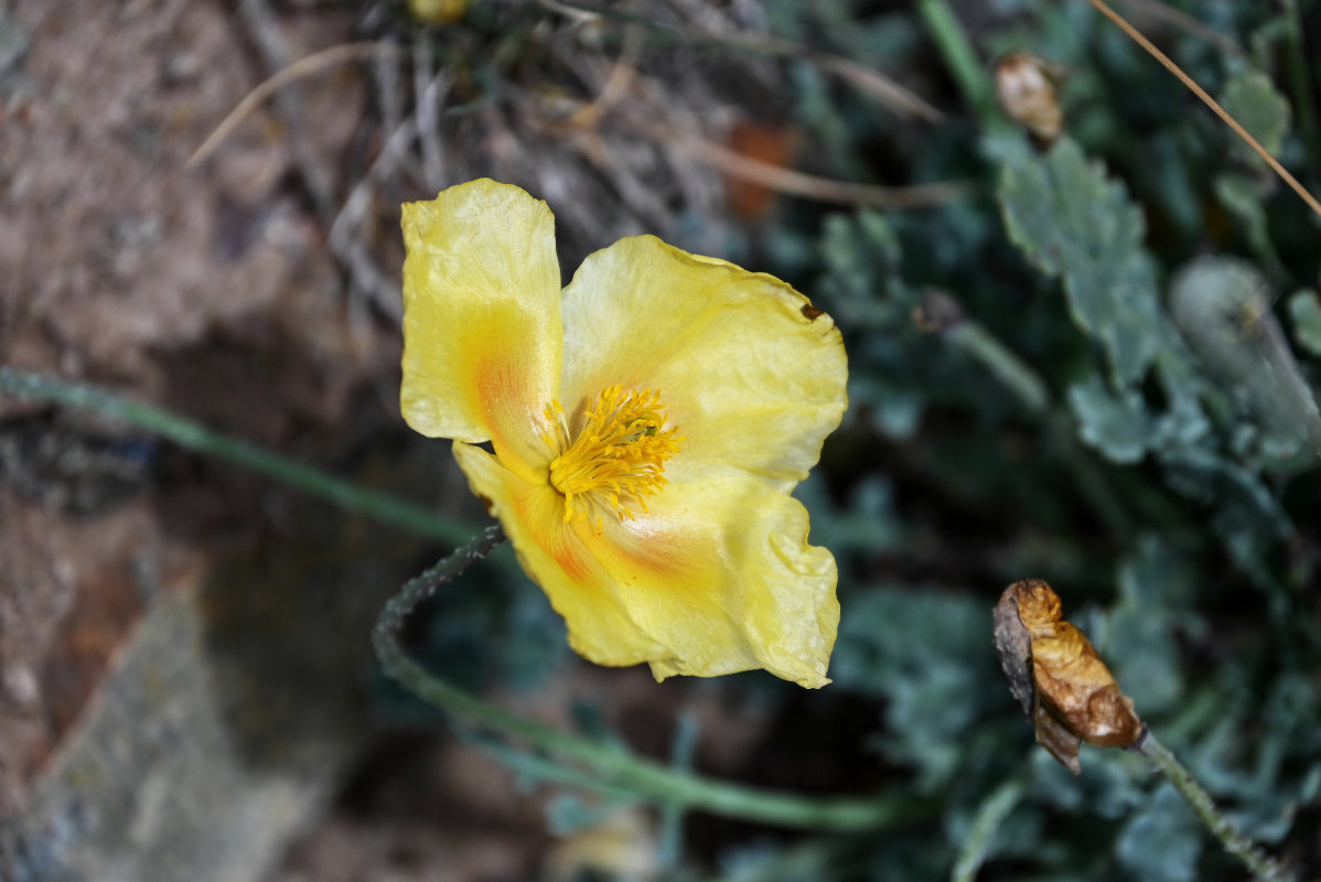 Image of Glaucium squamigerum specimen.